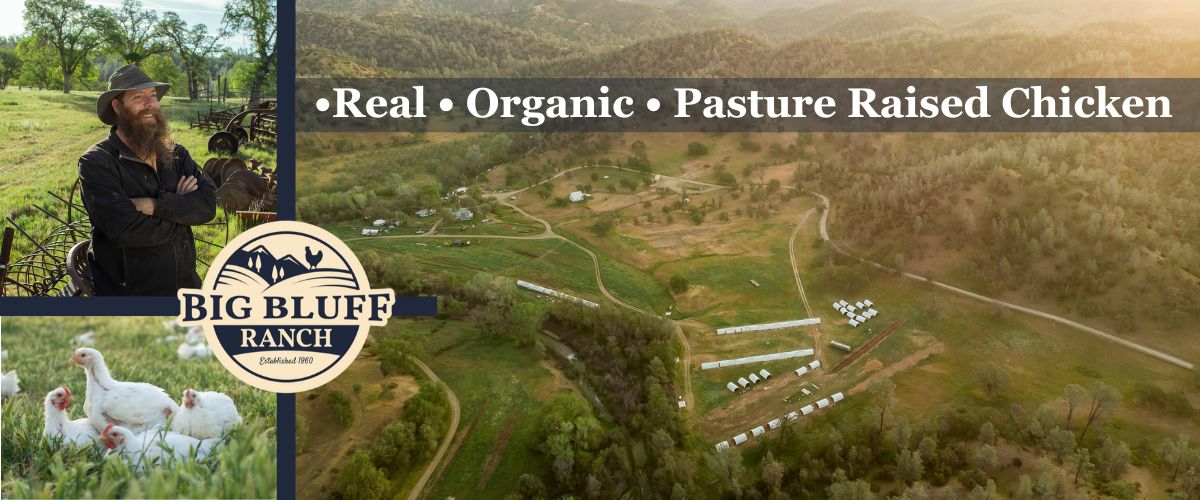 organic pasture raised chicken on california farm