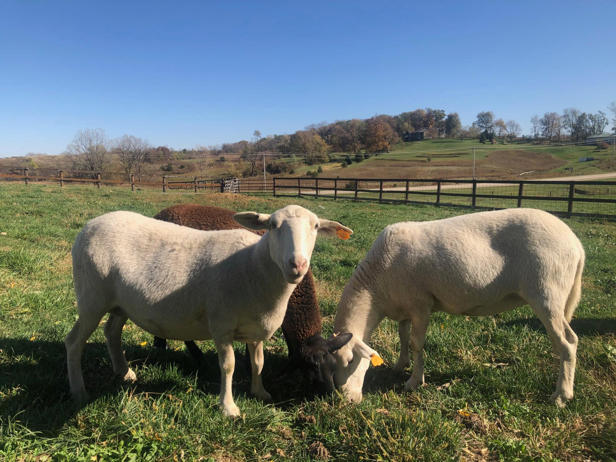 buy-lamb-meat-online
