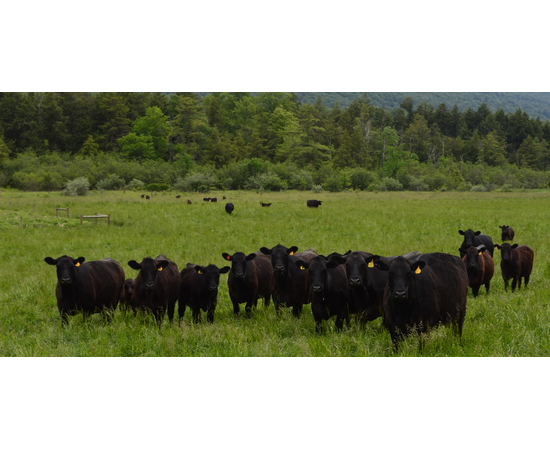 pennsylvania grassfed beef