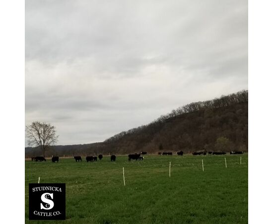 wisconsin grass fed beef farm